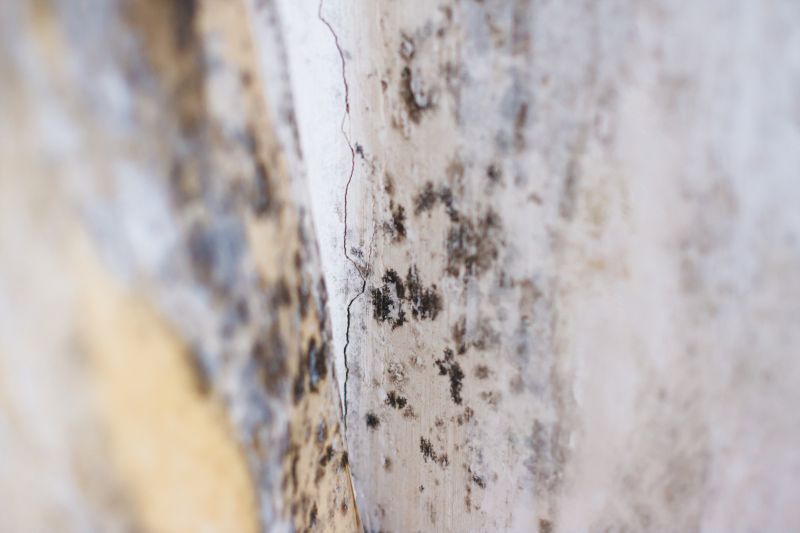 Black Mold Remediation in Fort Lauderdale, FL