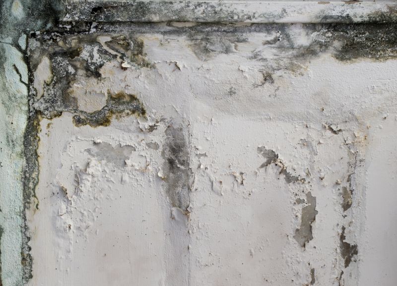 Garage Mold Remediation in Frisco, TX