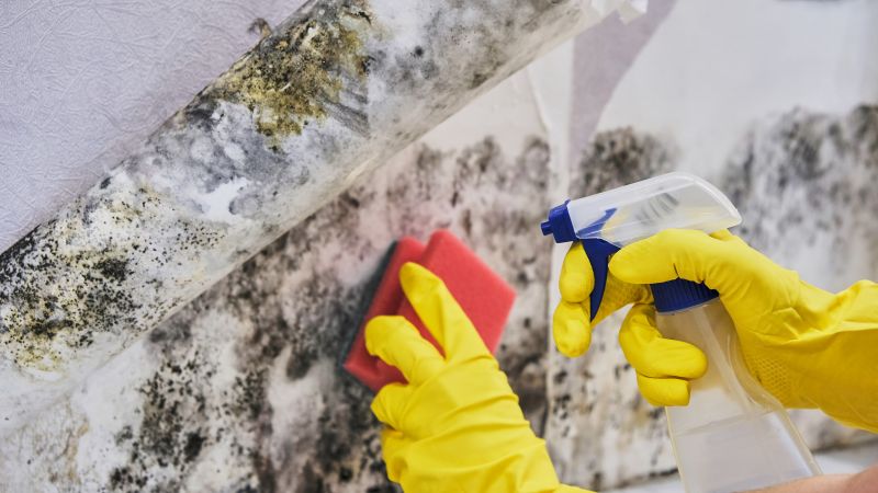 Mold Cleanup Service in West Palm Beach, FL
