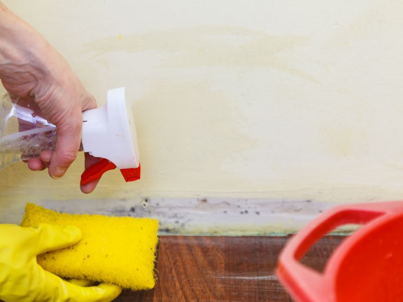 Mold Restoration in Dallas, TX