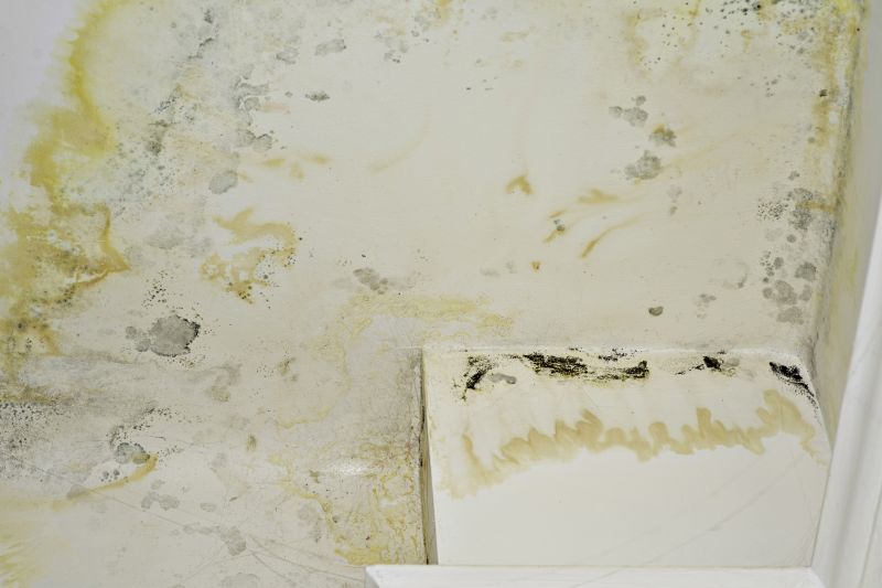 Mold Treatment Service in Jupiter, FL
