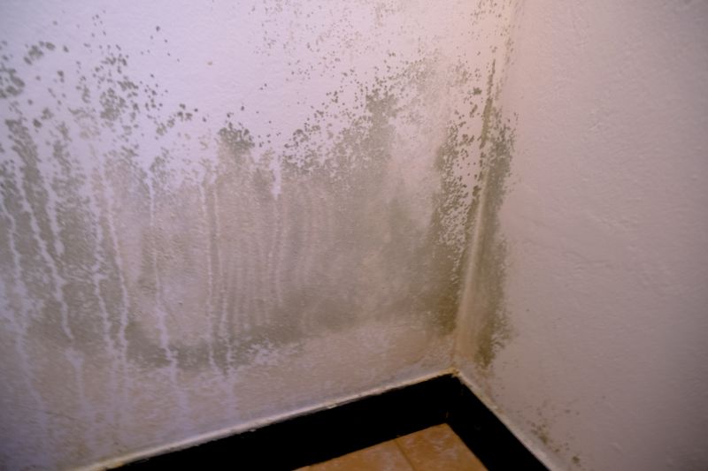 Mold Treatment Service in Fort Worth, TX
