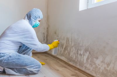 White Mold Mitigation in Boca Raton, FL