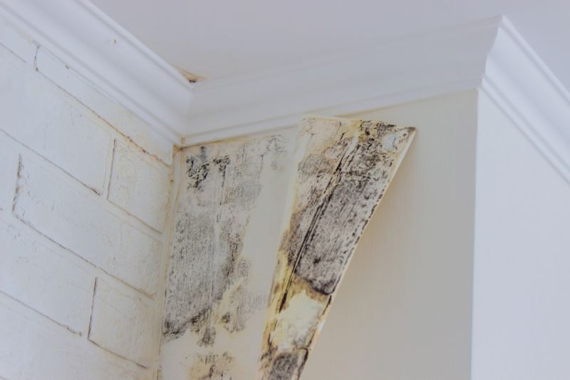 White Mold Mitigation in West Palm Beach, FL